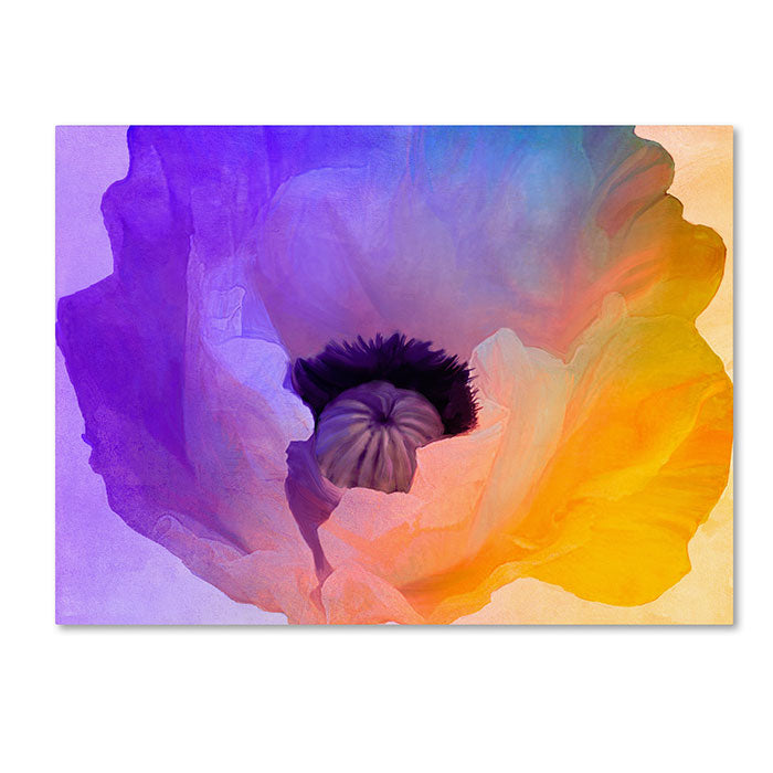 Color Bakery Poppy Gradient III 14 x 19 Canvas Art Image 1