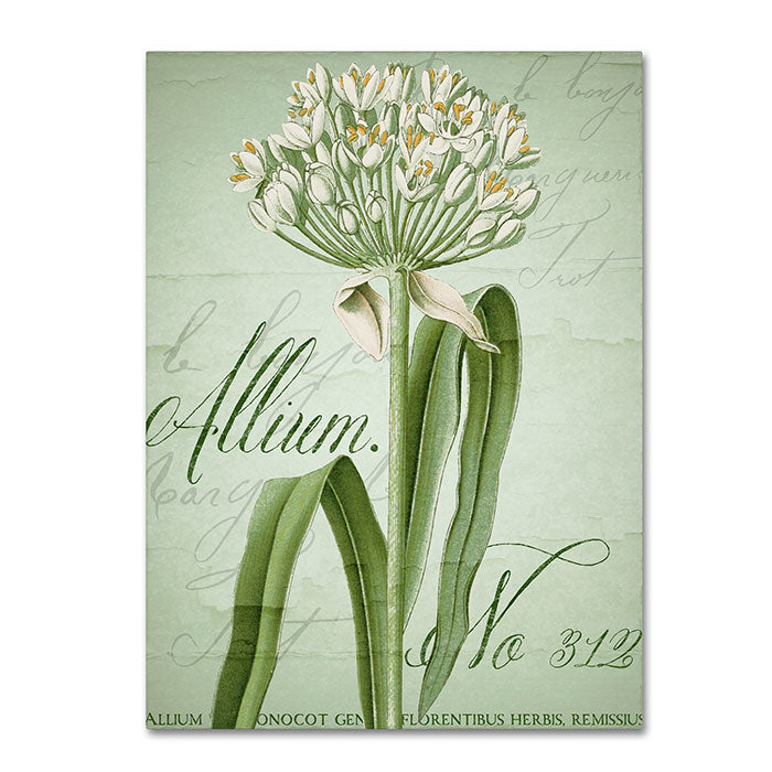 Color Bakery Allium I 14 x 19 Canvas Art Image 1