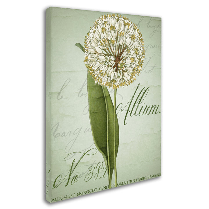 Color Bakery Allium II 14 x 19 Canvas Art Image 3