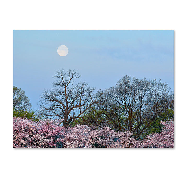 CATeyes Spring Moon 2 14 x 19 Canvas Art Image 1