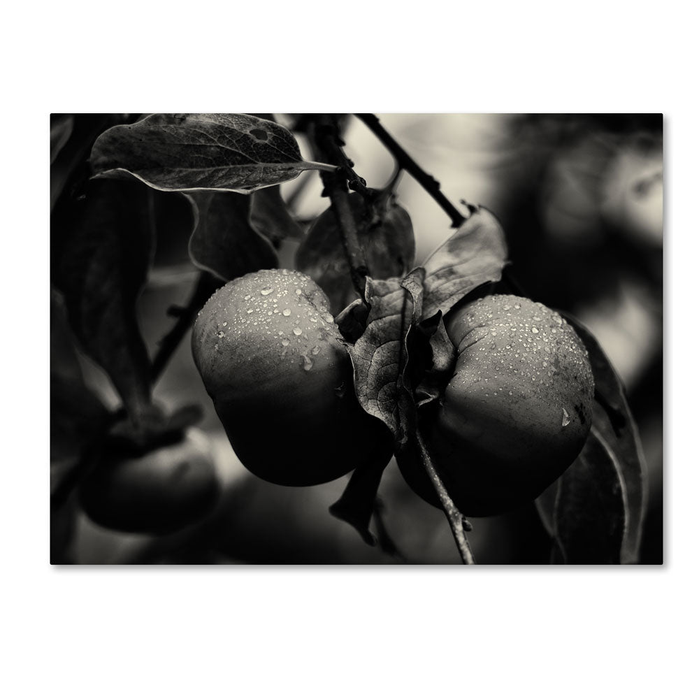 Geoffrey Ansel Agrons Three Persimmons in the Rain 14 x 19 Canvas Art Image 1