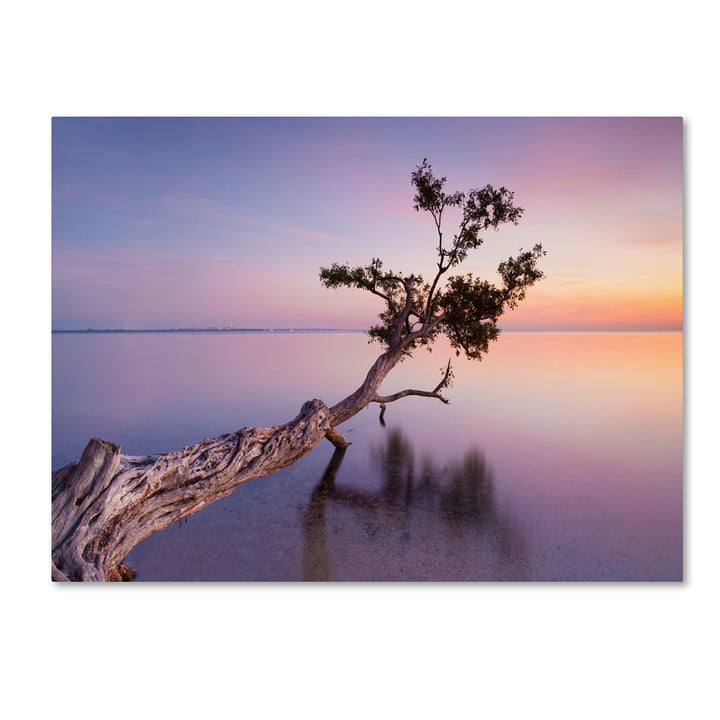 Moises Levy Water Tree XV 14 x 19 Canvas Art Image 1