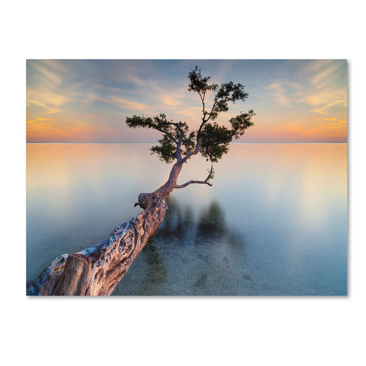 Moises Levy Water Tree XIV 14 x 19 Canvas Art Image 1