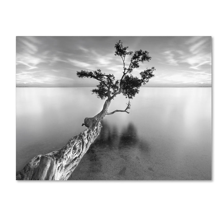 Moises Levy Water Tree XIII 14 x 19 Canvas Art Image 1