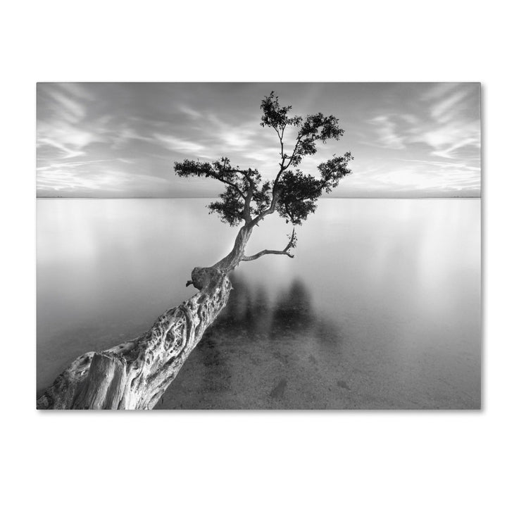 Moises Levy Water Tree XIII 14 x 19 Canvas Art Image 2