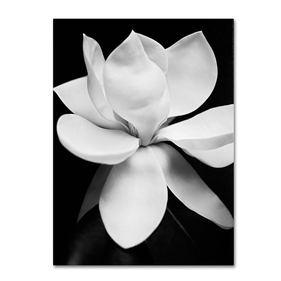 Michael Harrison Magnolia 14 x 19 Canvas Art Image 1