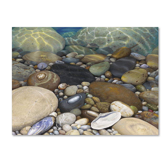 Stephen Stavast Shoreline Treasures 14 x 19 Canvas Art Image 1