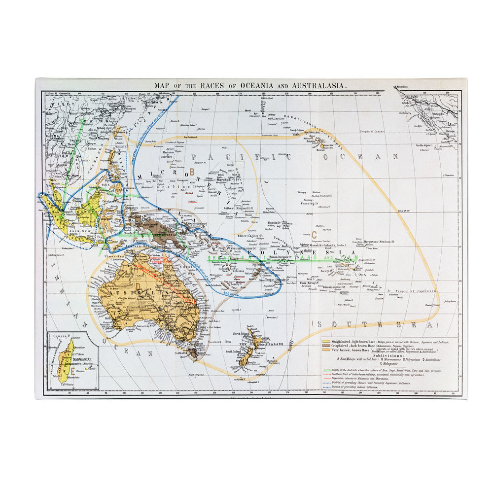 Map of the Races of Oceania and Australasia 14 x 19 Canvas Art Image 1