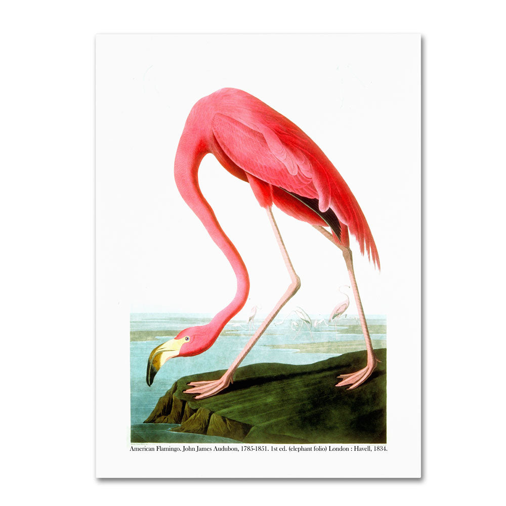 John James Audubon American Flamingo 1834 14 x 19 Canvas Art Image 1