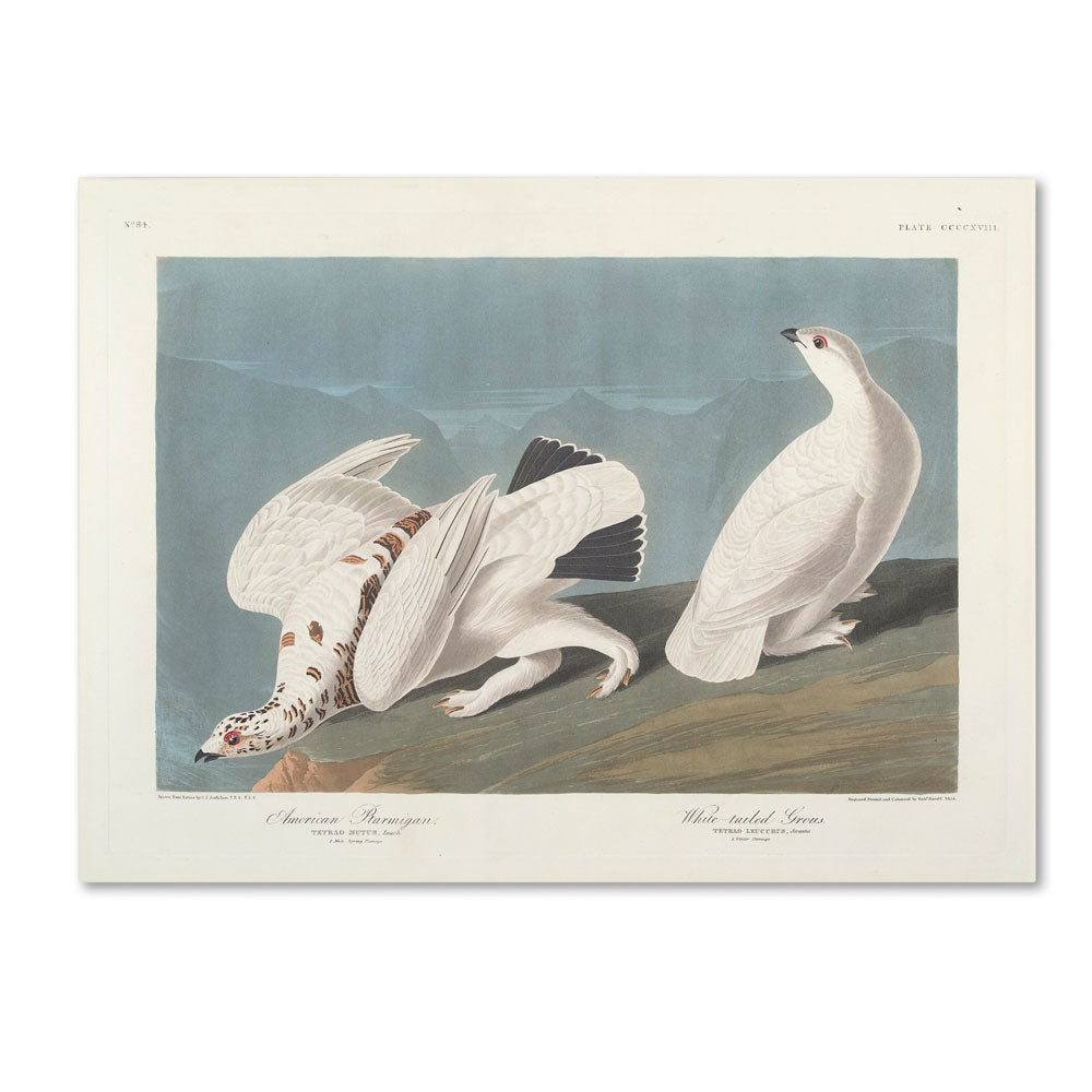 John James Audubon American Ptarmigan 14 x 19 Canvas Art Image 1