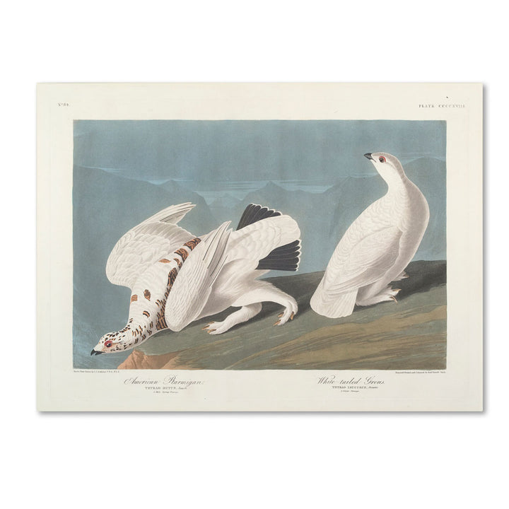 John James Audubon American Ptarmigan 14 x 19 Canvas Art Image 1