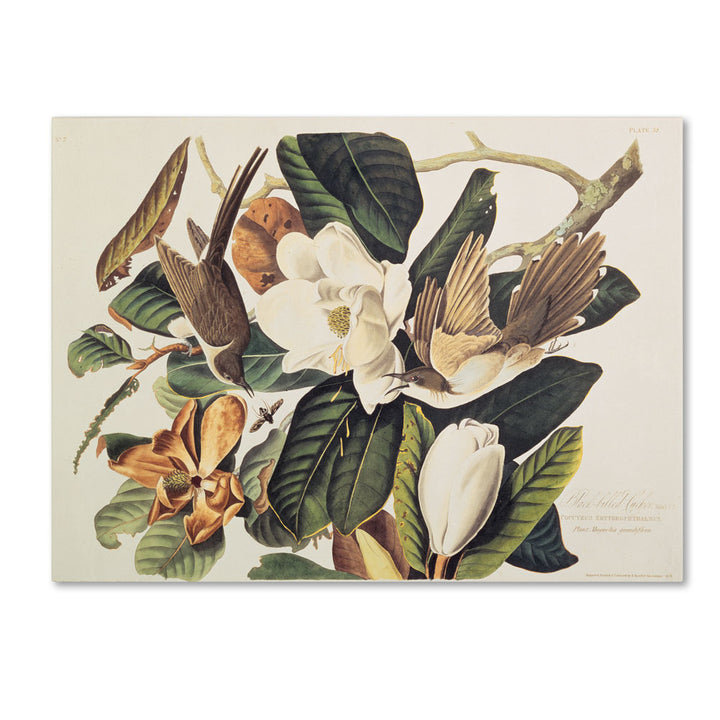 John James Audubon Black-Billed Cuckoo 14 x 19 Canvas Art Image 1