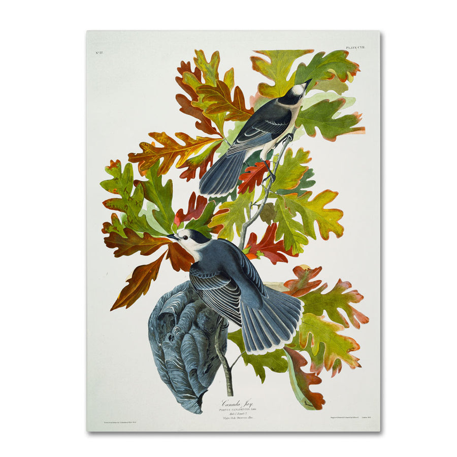 John James Audubon Canada Jay 14 x 19 Canvas Art Image 1