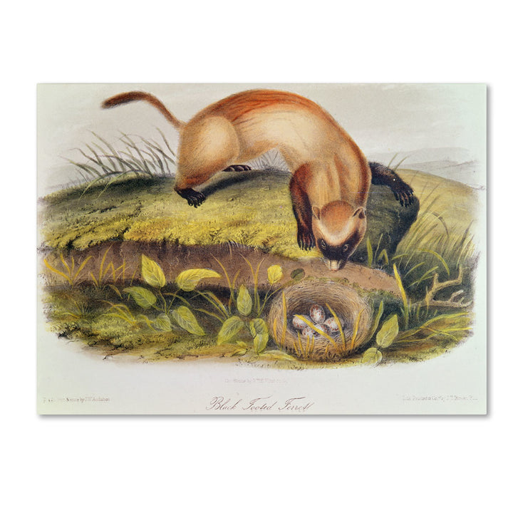 John James Audubon Black-Footed Ferret 14 x 19 Canvas Art Image 1