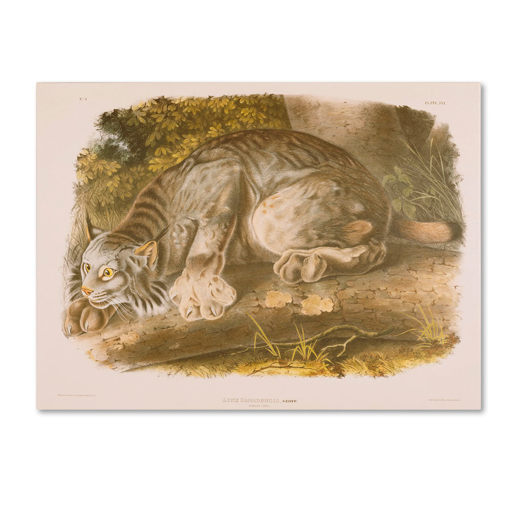 John James Audubon Canada Lynx 14 x 19 Canvas Art Image 1