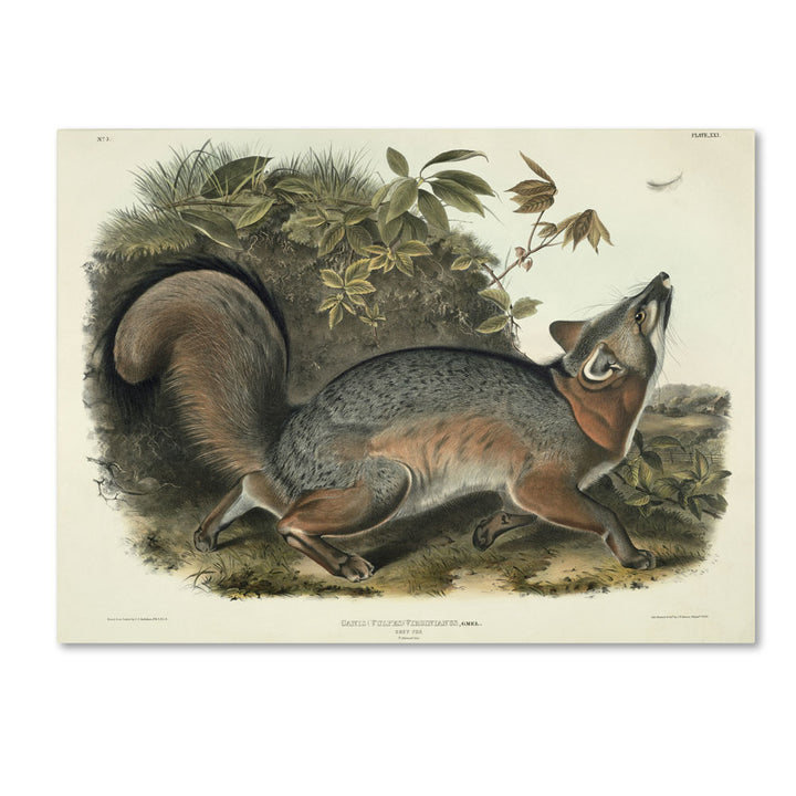 John James Audubon Canis Virginianus 14 x 19 Canvas Art Image 1