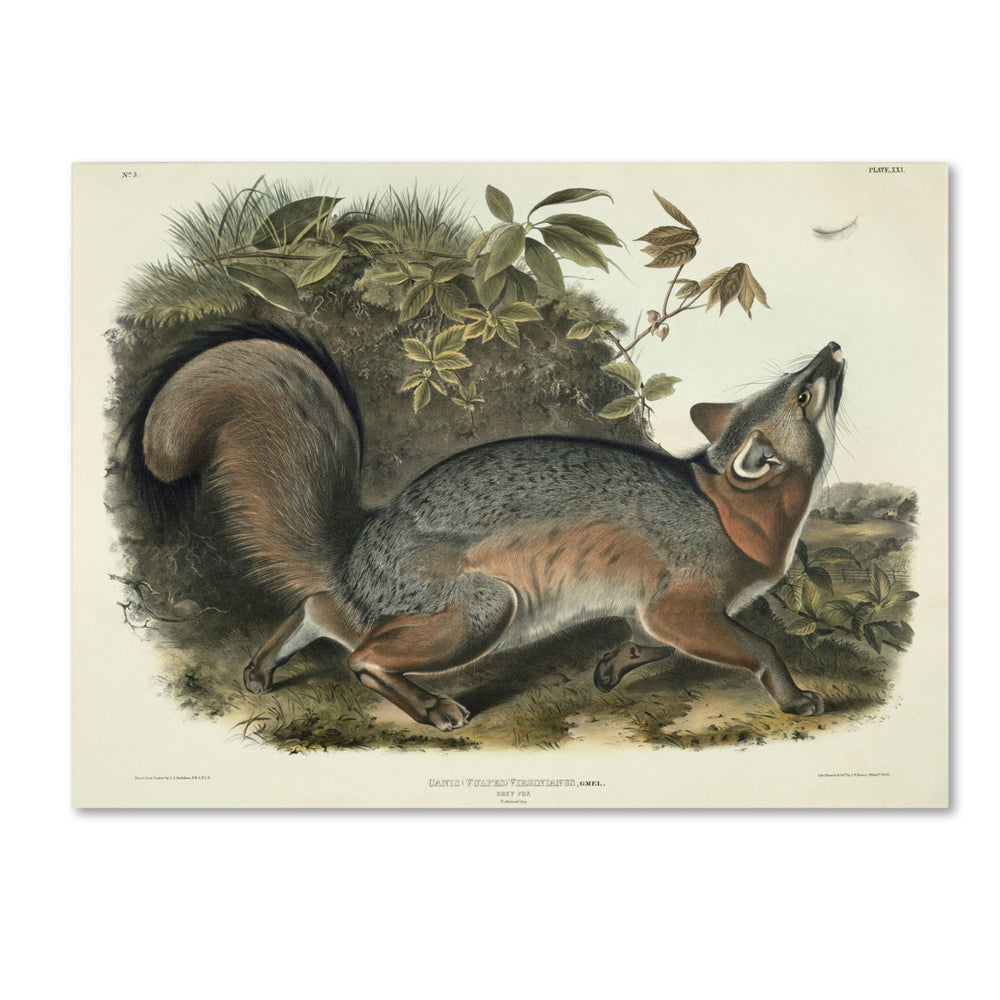 John James Audubon Canis Virginianus 14 x 19 Canvas Art Image 2