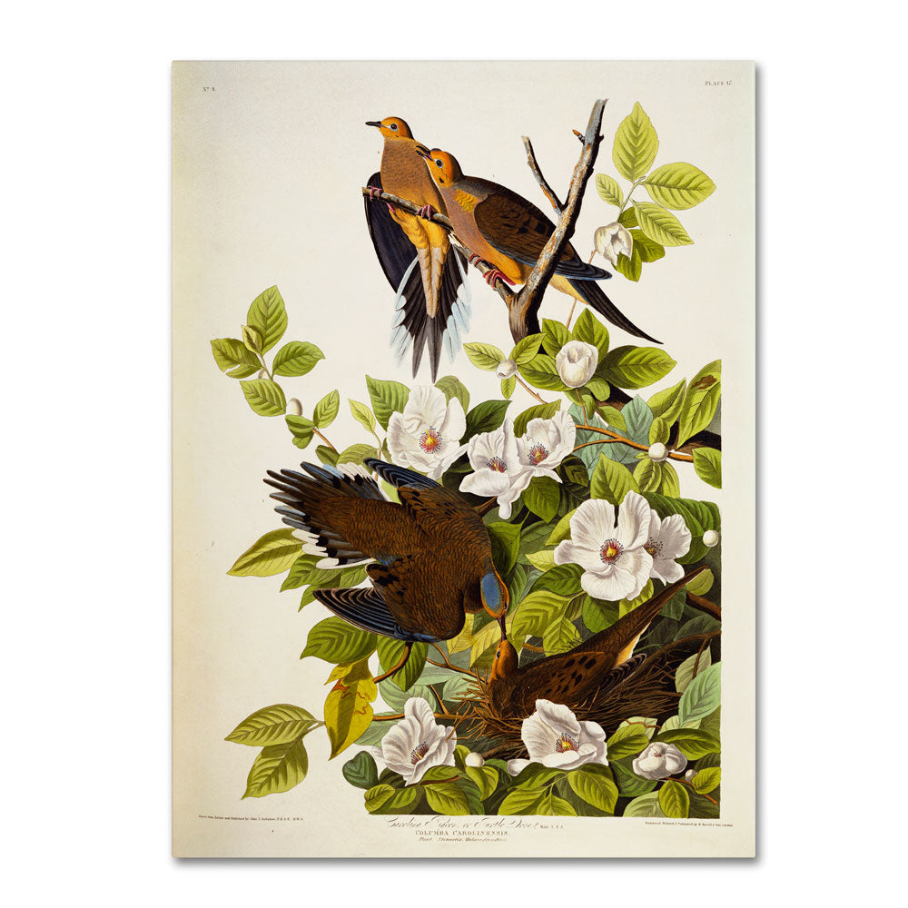 John James Audubon Carolina Turtledove 14 x 19 Canvas Art Image 1