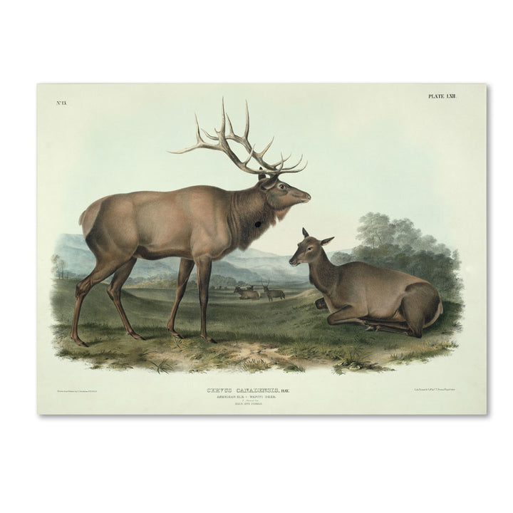 John James Audubon Cervus Canadensis 14 x 19 Canvas Art Image 1