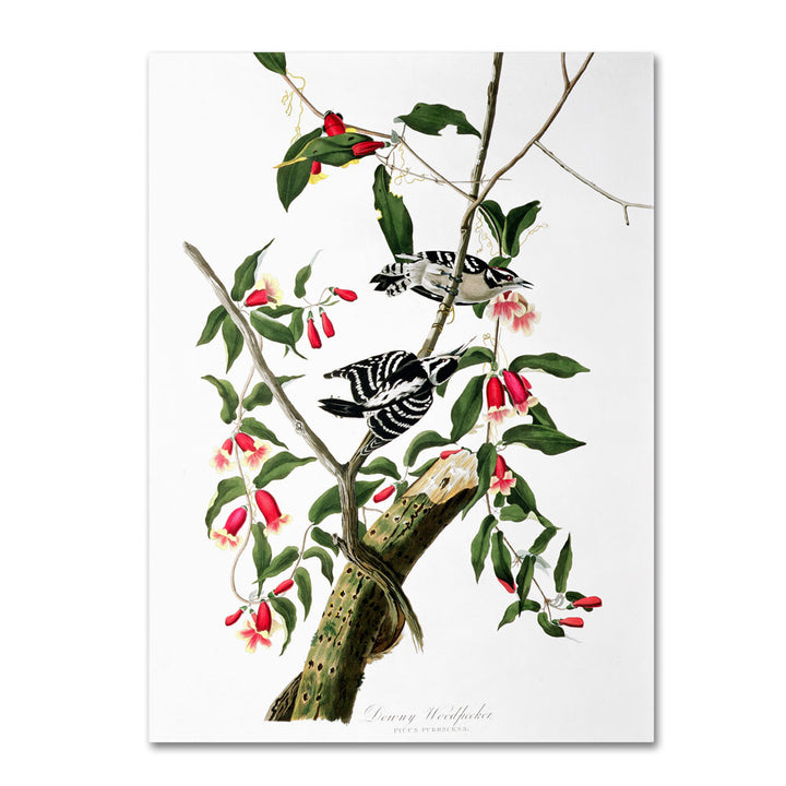 John James Audubon Downy Woodpecker 14 x 19 Canvas Art Image 1