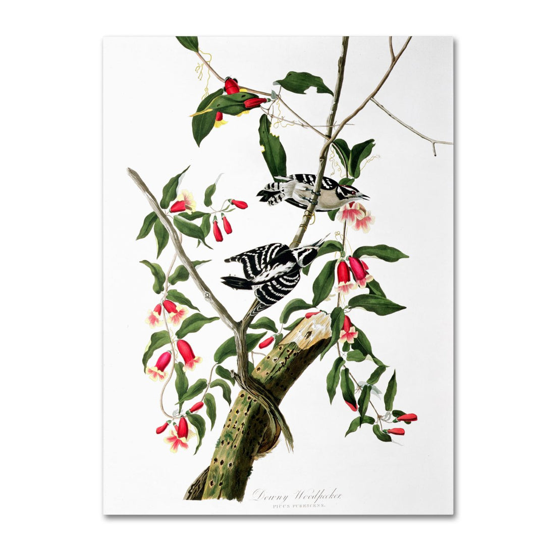 John James Audubon Downy Woodpecker 14 x 19 Canvas Art Image 2