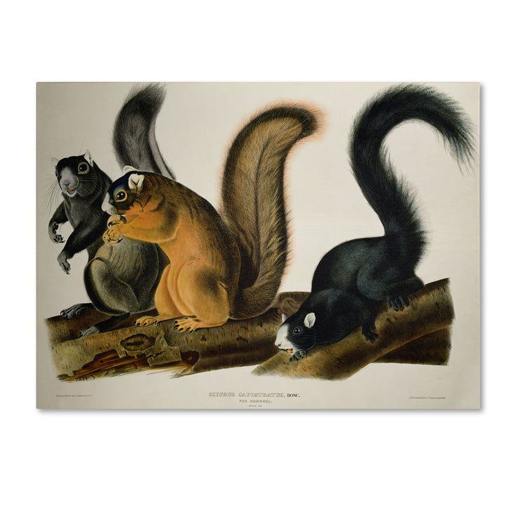 John James Audubon Fox Squirrel 14 x 19 Canvas Art Image 1