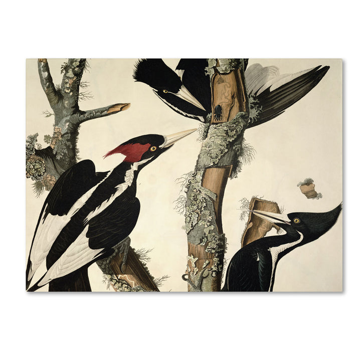 John James Audubon Ivory-Billed Woodpecker 14 x 19 Canvas Art Image 1