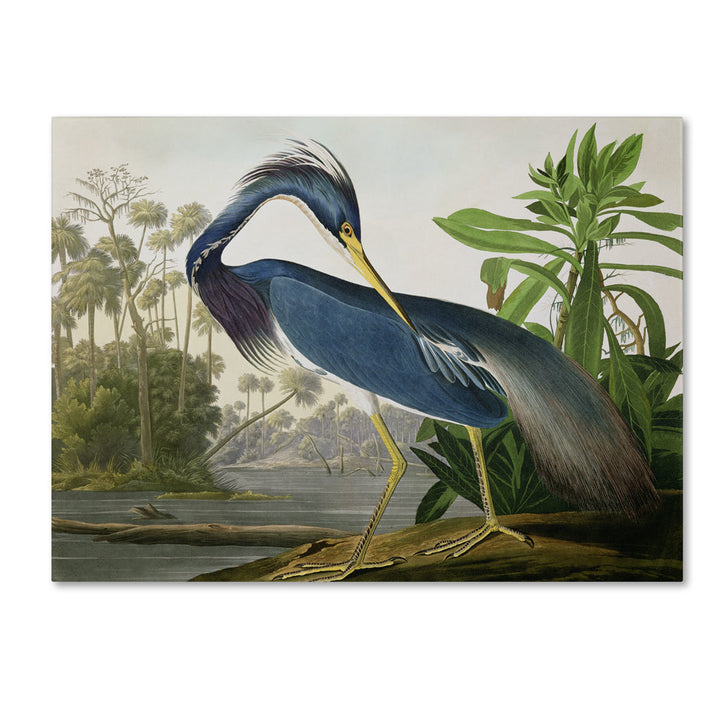 John James Audubon Louisiana Heron 14 x 19 Canvas Art Image 1