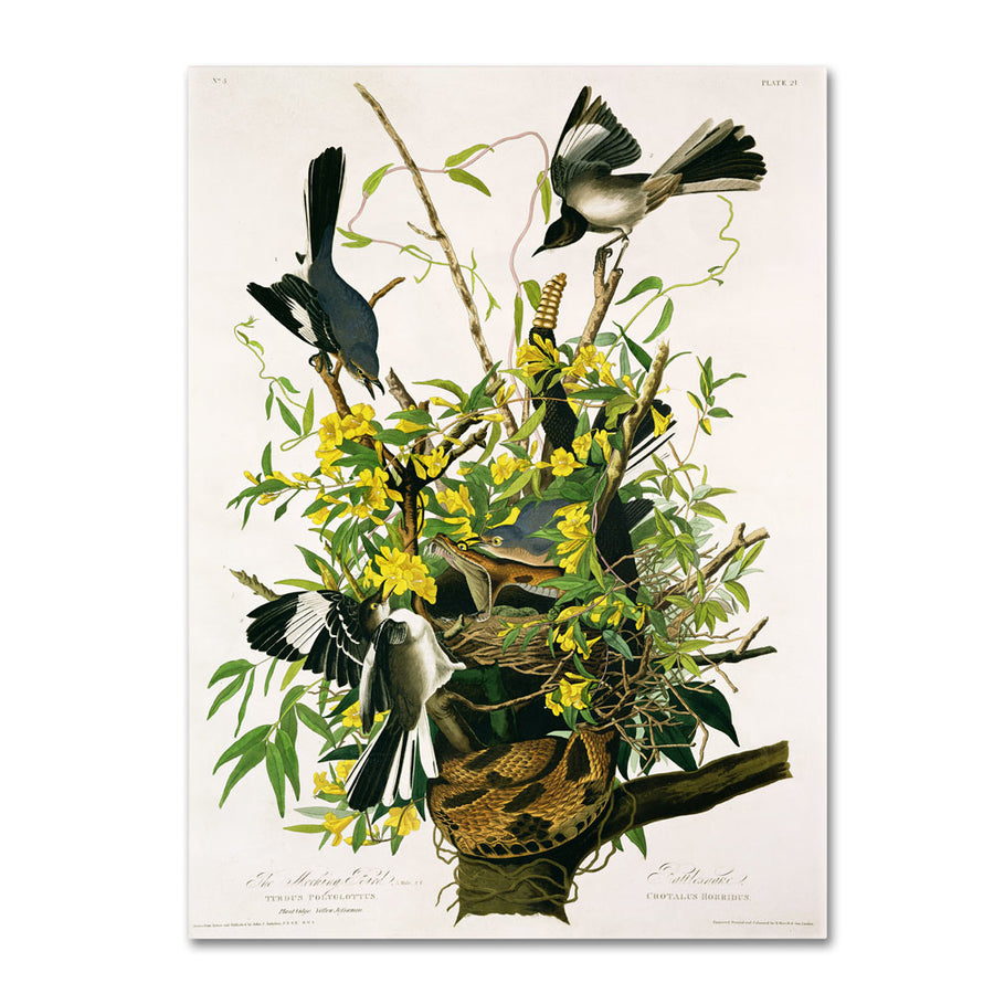 John James Audubon Mocking Birds and Snake II 14 x 19 Canvas Art Image 1