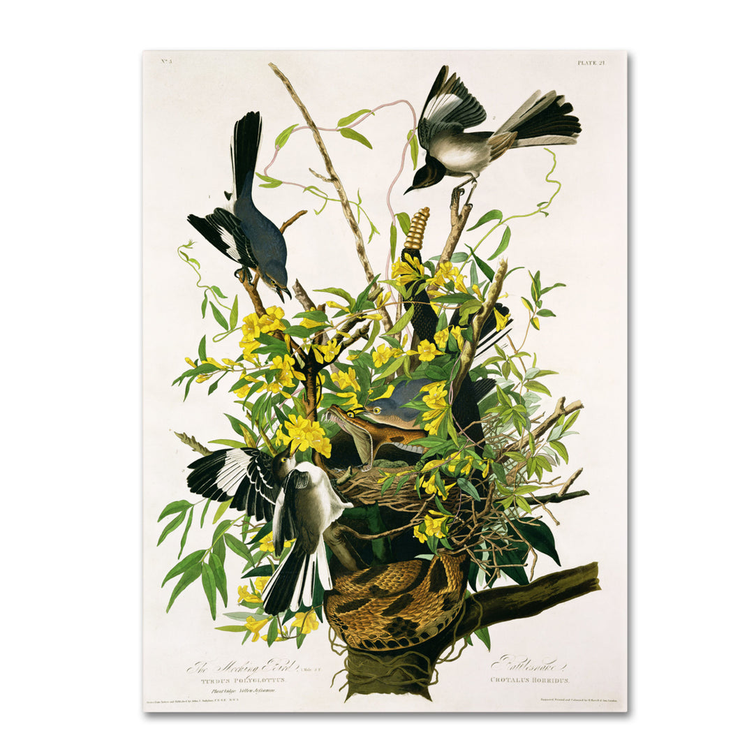 John James Audubon Mocking Birds and Snake II 14 x 19 Canvas Art Image 2