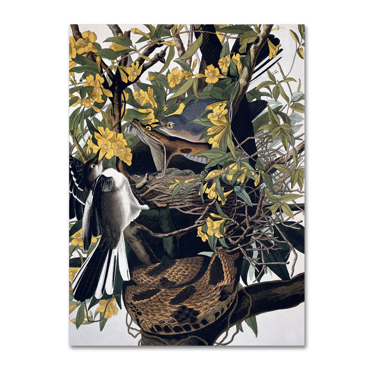 John James Audubon Mocking Birds and Snake 14 x 19 Canvas Art Image 1