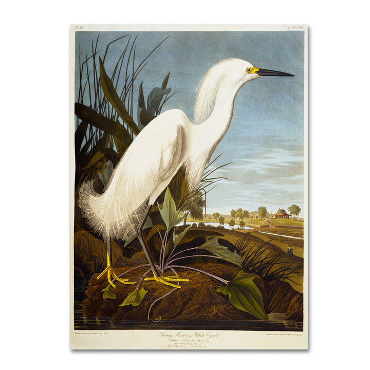 John James Audubon Snowy Heron 14 x 19 Canvas Art Image 1