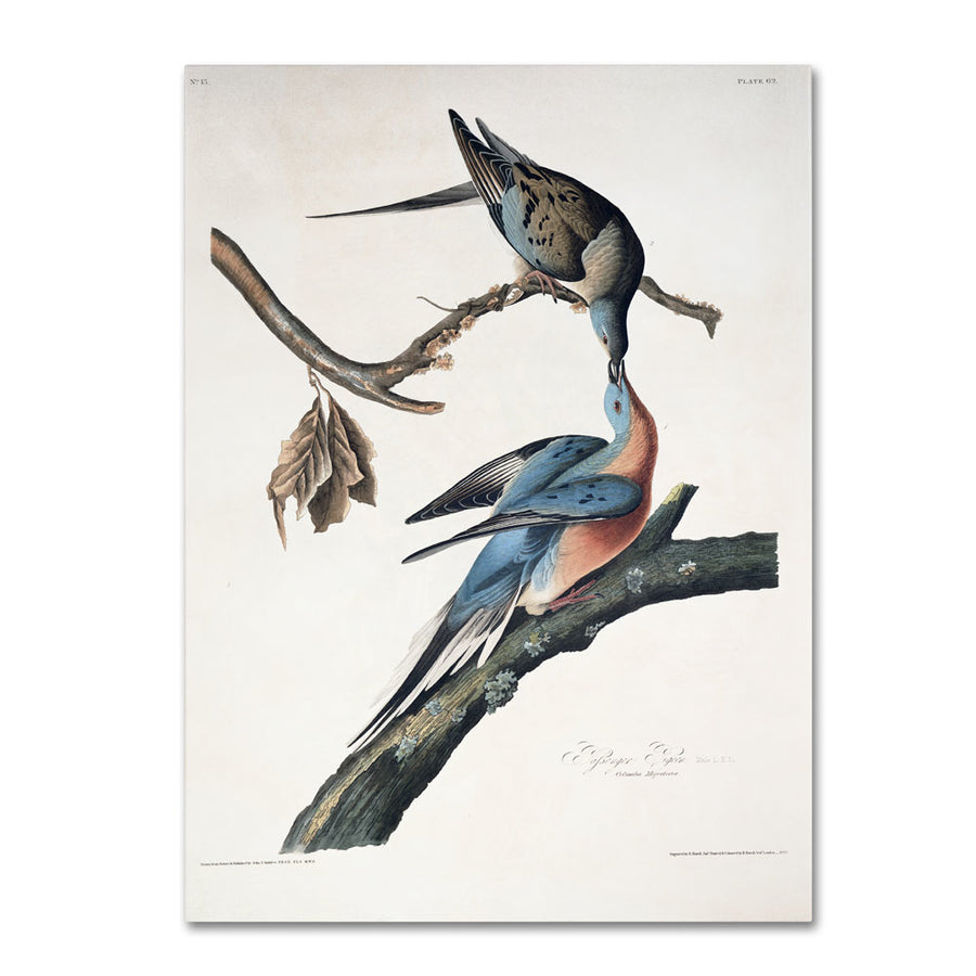 John James Audubon Passenger Pigeon 14 x 19 Canvas Art Image 1