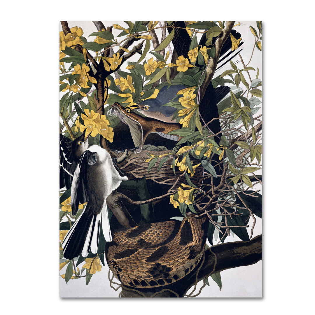 John James Audubon Mocking Birds and Snake 14 x 19 Canvas Art Image 2