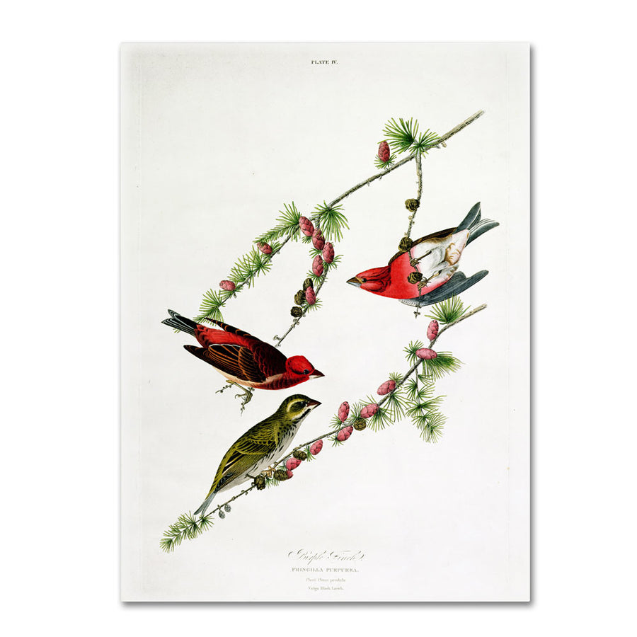 John James Audubon Purple Finch 14 x 19 Canvas Art Image 1