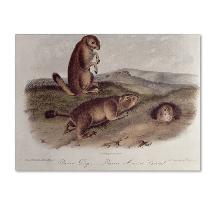 John James Audubon Prairie Dog 14 x 19 Canvas Art Image 2