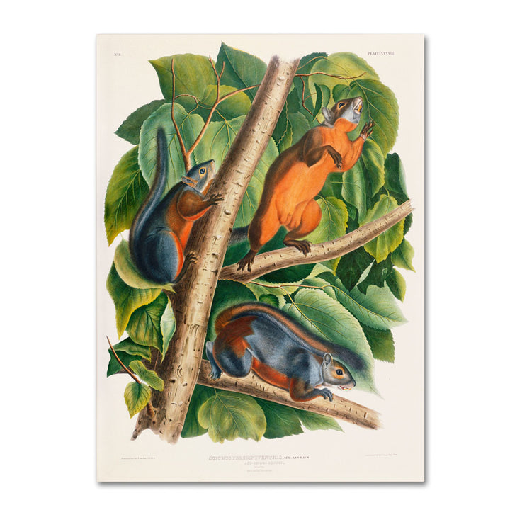 John James Audubon Red-Bellied Squirrel 14 x 19 Canvas Art Image 1