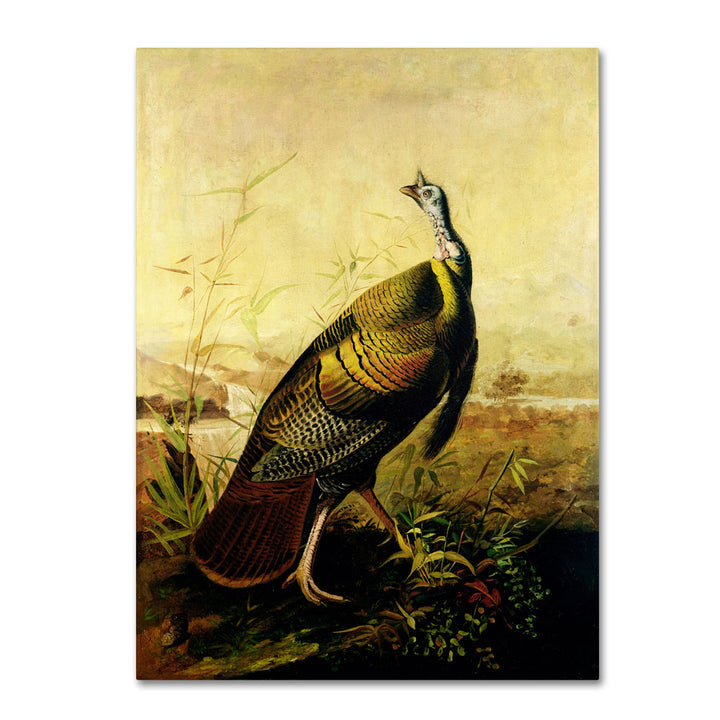 John James Audubon American Wild Turkey Cock 14 x 19 Canvas Art Image 1