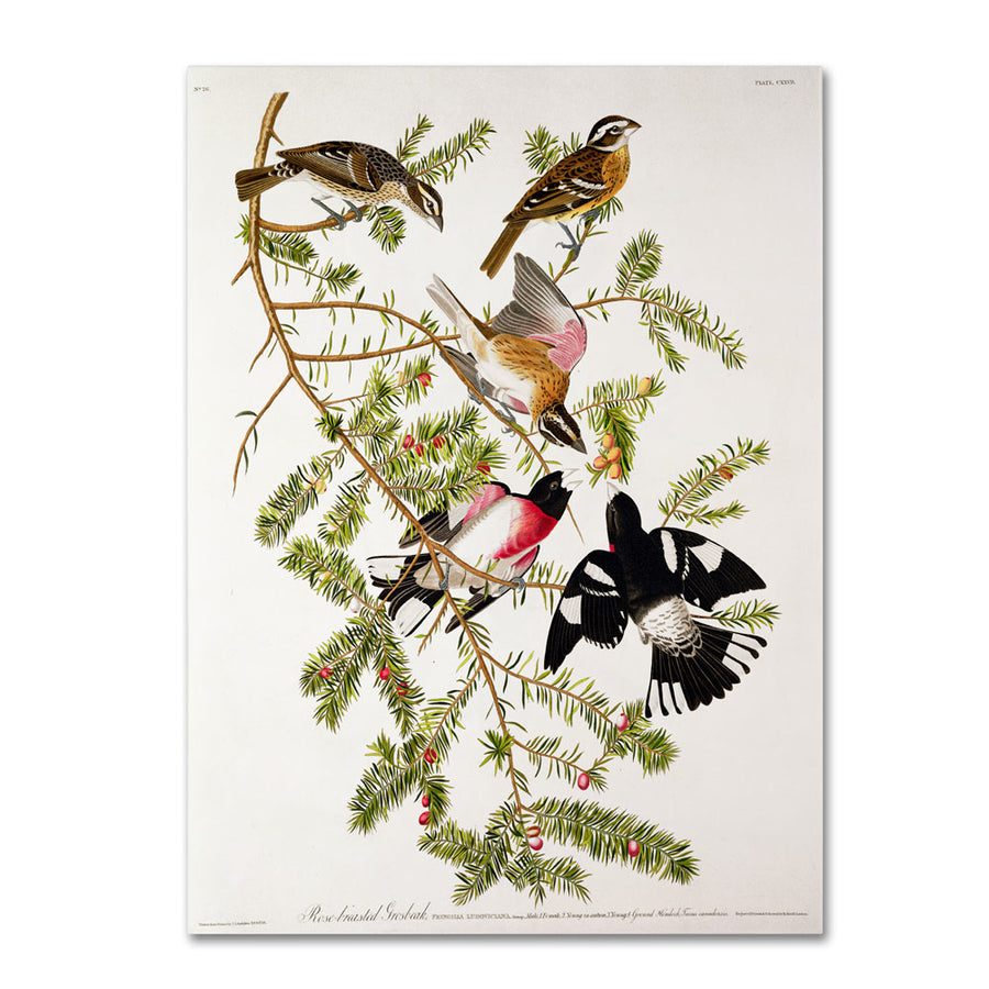 John James Audubon Rose-Breasted Grosbeak 14 x 19 Canvas Art Image 1