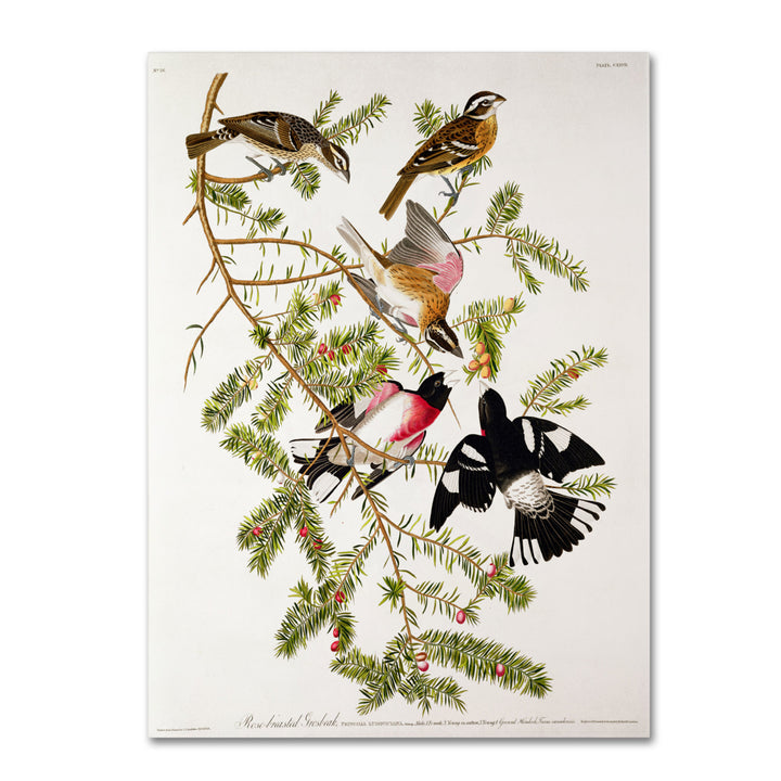 John James Audubon Rose-Breasted Grosbeak 14 x 19 Canvas Art Image 2