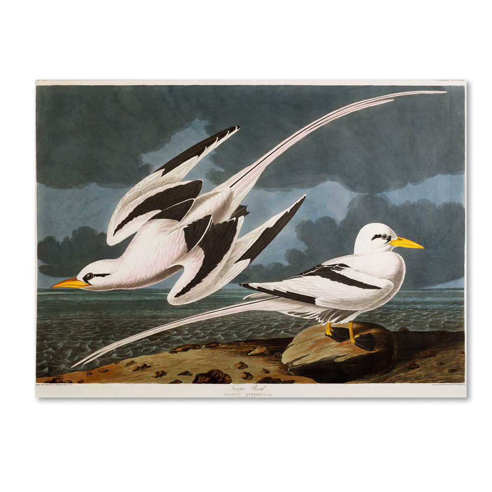 John James Audubon Tropic Bird 14 x 19 Canvas Art Image 1