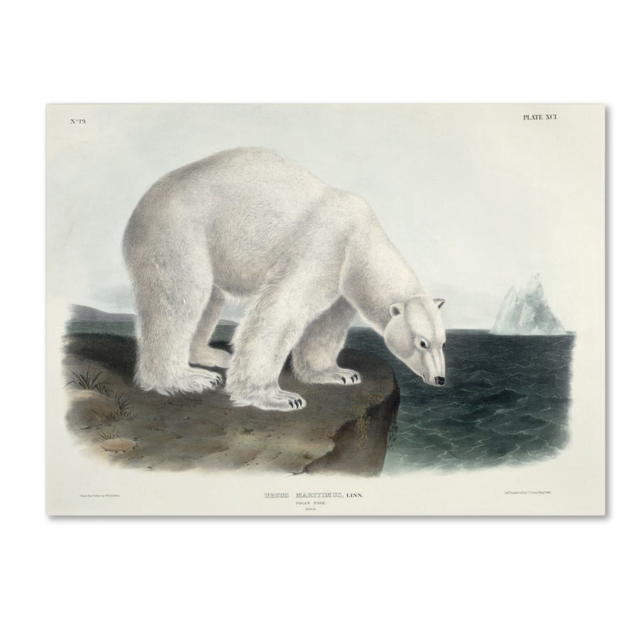 John James Audubon Ursus Maritimus Polar Bear 14 x 19 Canvas Art Image 1