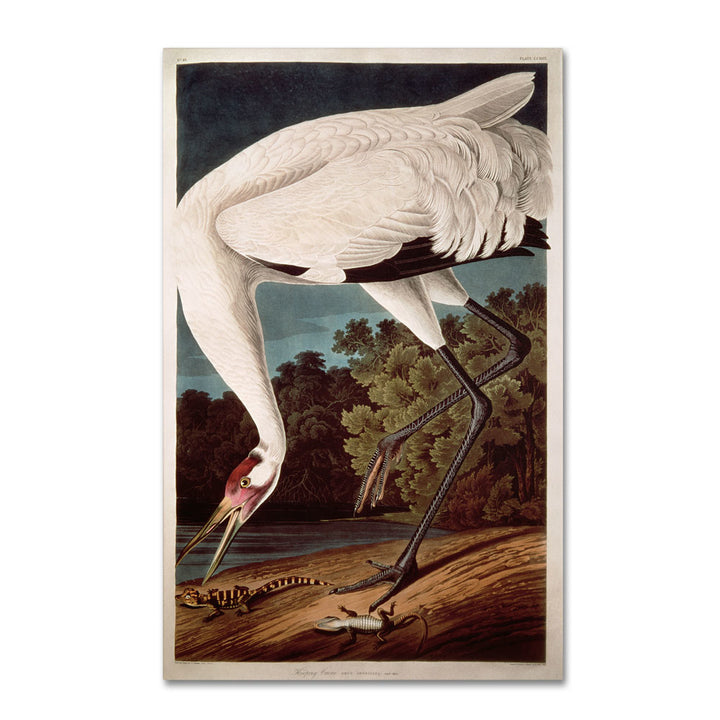 John James Audubon Whooping Crane 14 x 19 Canvas Art Image 1