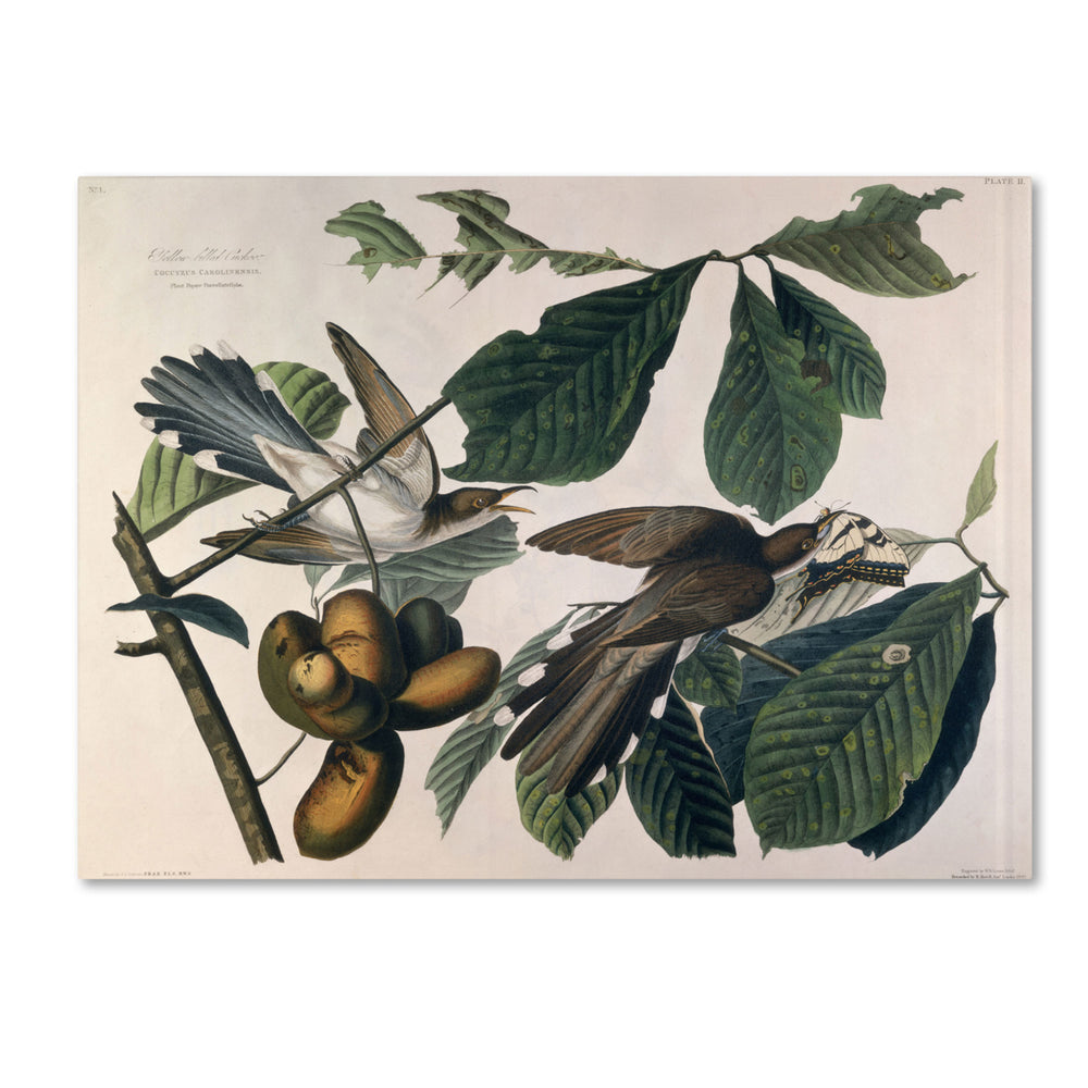 John James Audubon Yellow-Billed Cuckoo 14 x 19 Canvas Art Image 2