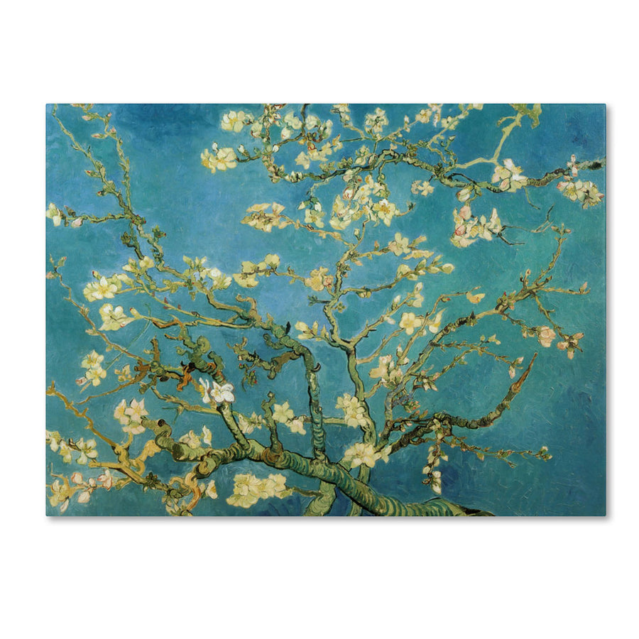 Vincent van Gogh Almond Branches In Bloom 1890 14 x 19 Canvas Art Image 1