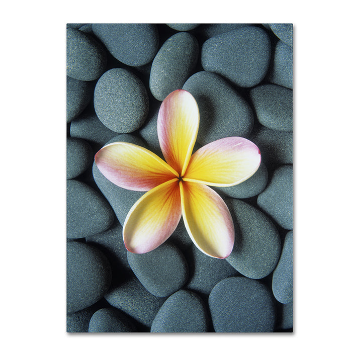 David Evans Plumeria and Pebbles 5 14 x 19 Canvas Art Image 1