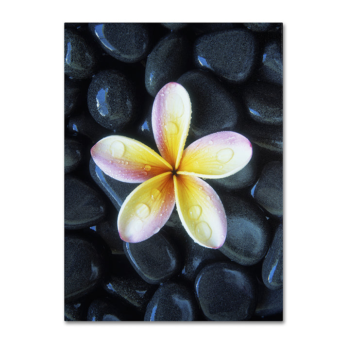 David Evans Plumeria and Pebbles 3 14 x 19 Canvas Art Image 1