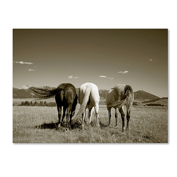 Preston Three Horses 14 x 19 Canvas Art Image 1