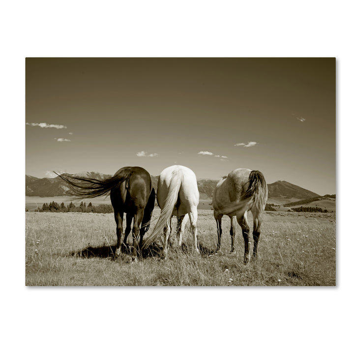 Preston Three Horses 14 x 19 Canvas Art Image 2