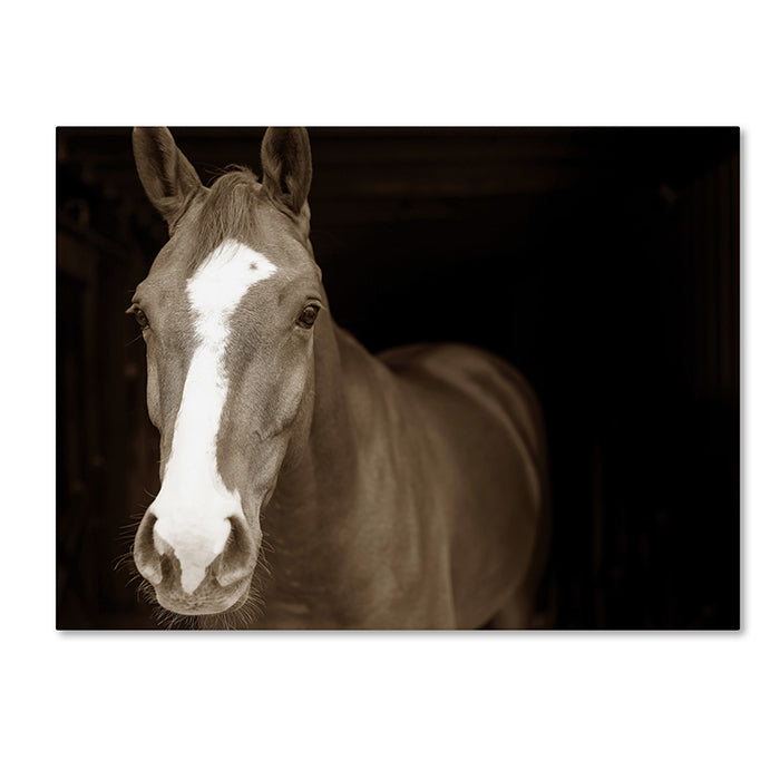 Preston Horse Portrait 14 x 19 Canvas Art Image 1